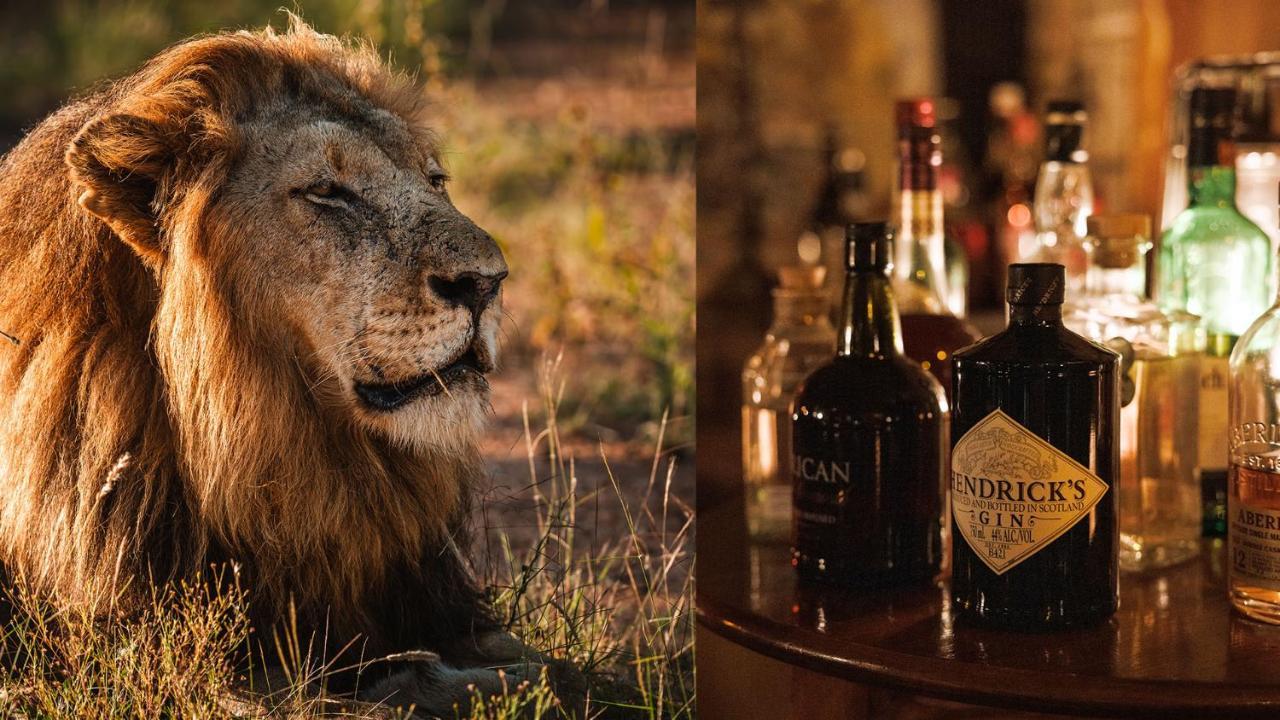 Geiger'S Camp In Timbavati Game Reserve By Newmark Exteriér fotografie