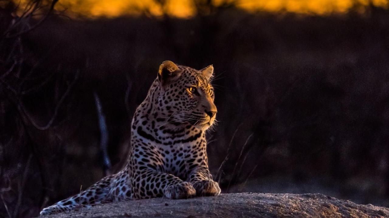 Geiger'S Camp In Timbavati Game Reserve By Newmark Exteriér fotografie