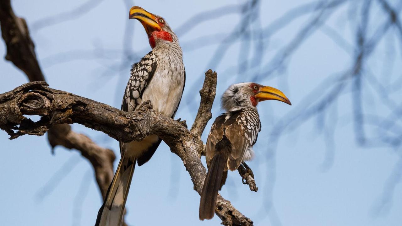 Geiger'S Camp In Timbavati Game Reserve By Newmark Exteriér fotografie