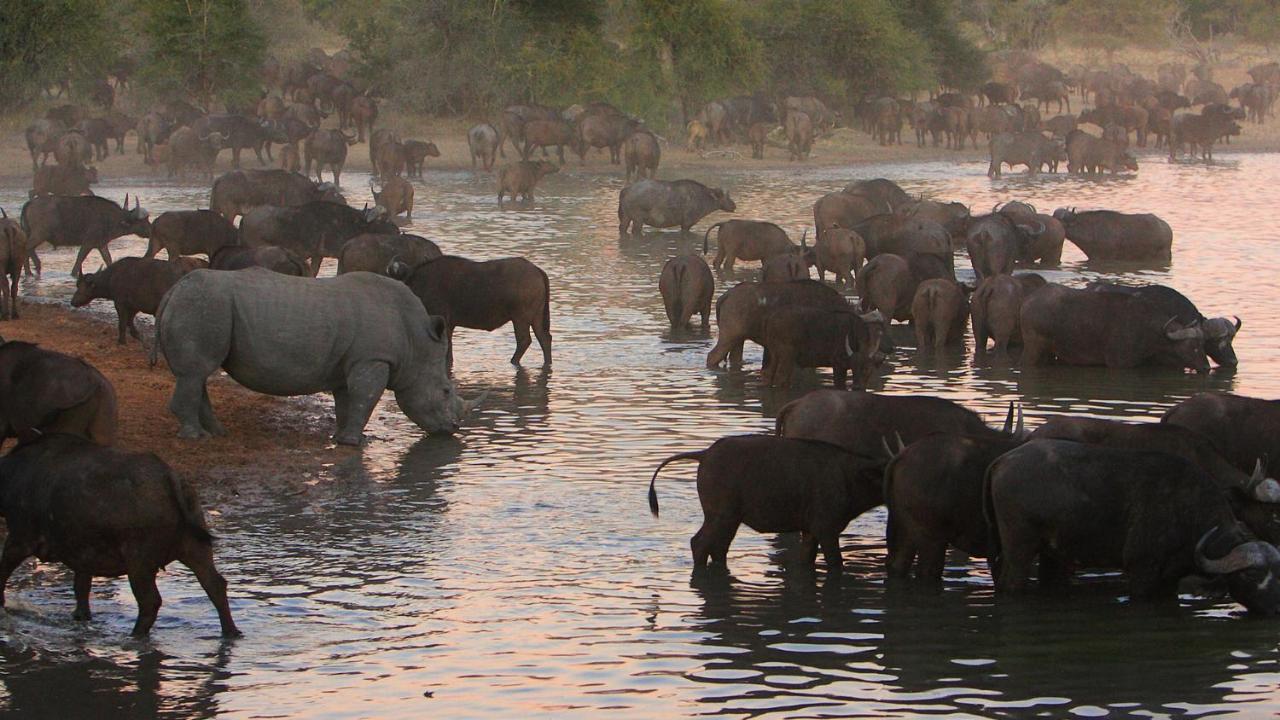 Geiger'S Camp In Timbavati Game Reserve By Newmark Exteriér fotografie
